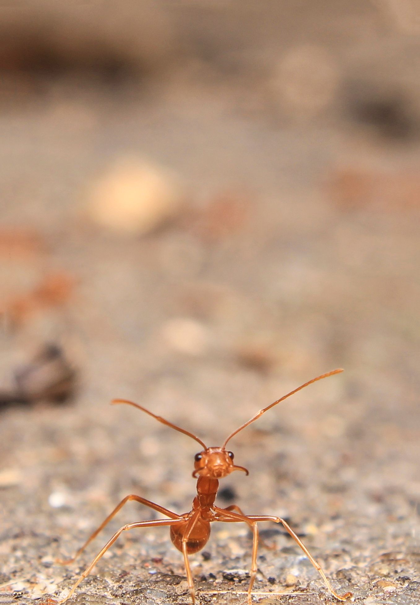 Close-up van een mier