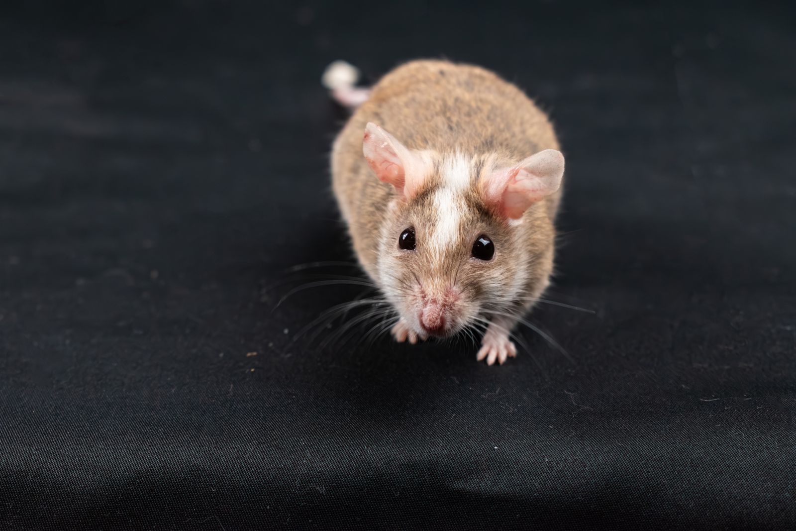 Een muis