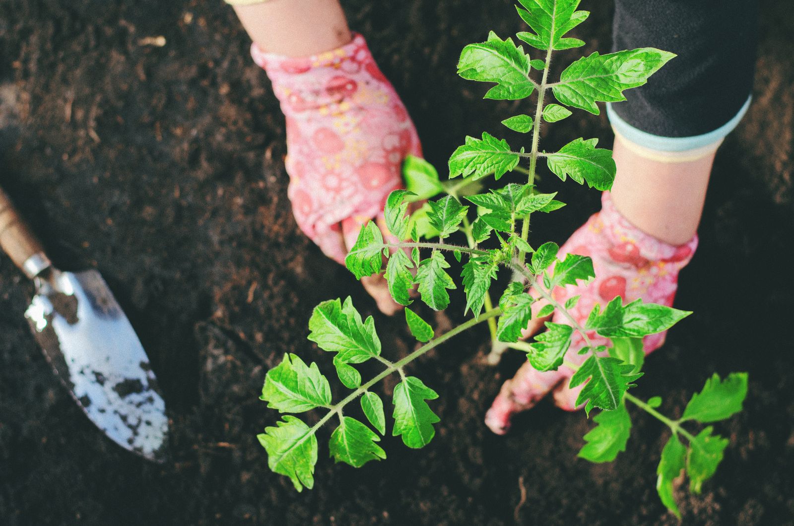 Moestuin beginnen: zo start je met je eigen groenten